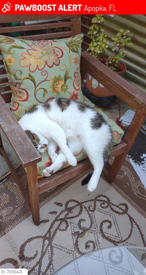 Lost Male Cat last seen Near W West Rd Apopka, Fl 32703, Apopka, FL 32712