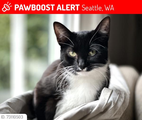 Lost Female Cat last seen HUDSON AND 25TH AVE SW 98106, Seattle, WA 98106