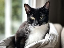 Lost Female Cat last seen HUDSON AND 25TH AVE SW 98106, Seattle, WA 98106