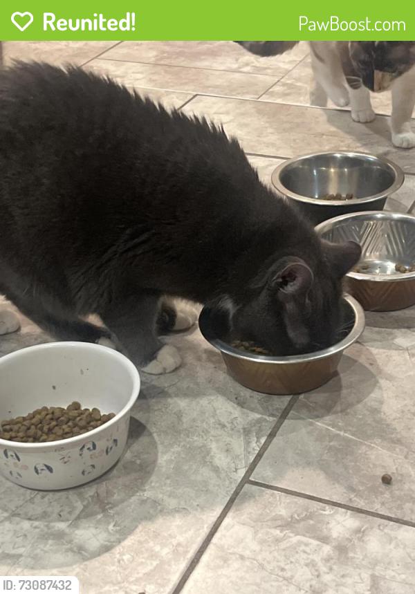 Reunited Male Cat last seen 23rd street alley way, Zephyrhills, FL 33542