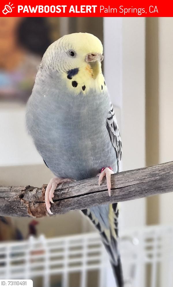 Lost Female Bird last seen Near S Palm Canyon Drive, Palm Springs, CA 92264