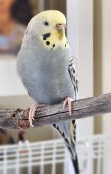 Lost Female Bird last seen Near S Palm Canyon Drive, Palm Springs, CA 92264