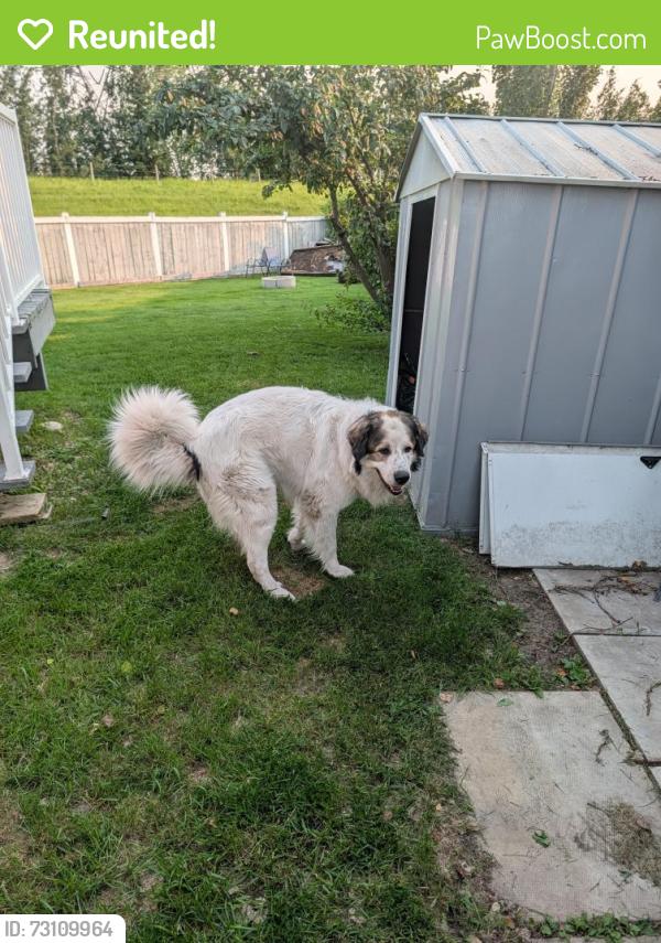 Reunited Male Dog last seen 118a twin brooks, Edmonton, AB T6J