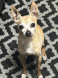 Lost Male Dog last seen Near Simpson street, Santa Rosa, CA 95401