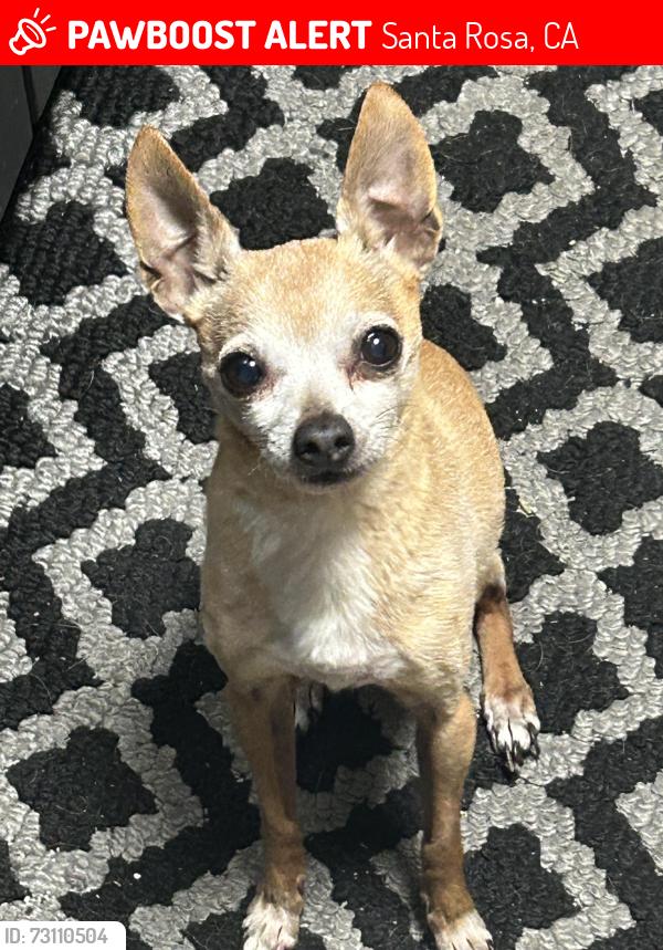 Lost Male Dog last seen Near Simpson street, Santa Rosa, CA 95401