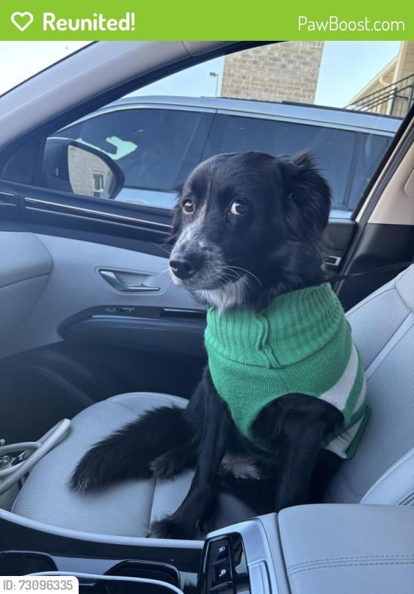 Reunited Female Dog last seen Schulman’s movie theater, Sherman, TX 75090
