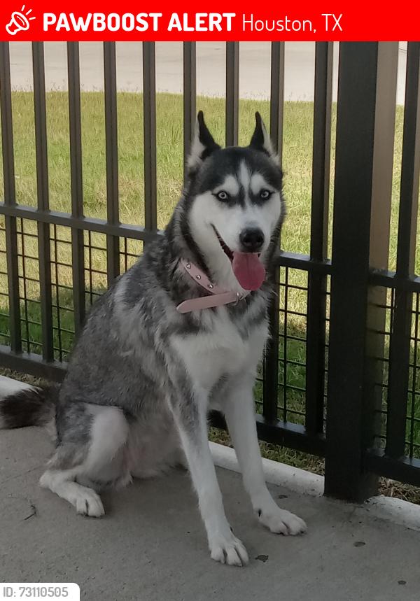 Lost Female Dog last seen Mist, Houston, TX 77066