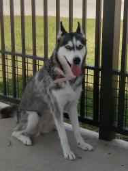 Lost Female Dog last seen Mist, Houston, TX 77066