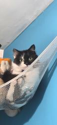 Reunited Female Cat last seen Tata steel, nature reserve, West Midlands, England WV11 3SF
