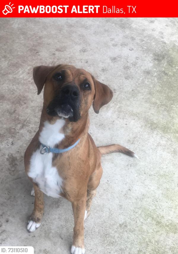 Lost Male Dog last seen Near Winterberry Dr / China Tree Dr, Dallas, TX 75249