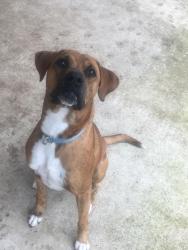 Lost Male Dog last seen Near Winterberry Dr / China Tree Dr, Dallas, TX 75249