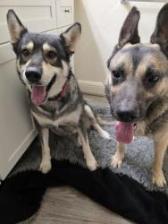Found/Stray Unknown Dog last seen Vegas and Decatur, Las Vegas, NV 89108