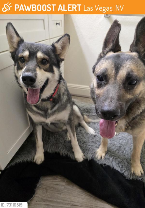 Found/Stray Unknown Dog last seen Vegas and Decatur, Las Vegas, NV 89108