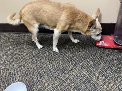 Found/Stray Unknown Dog last seen Near library, Yakima, WA 98901
