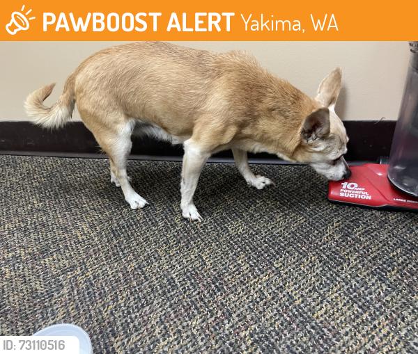 Found/Stray Unknown Dog last seen Near library, Yakima, WA 98901