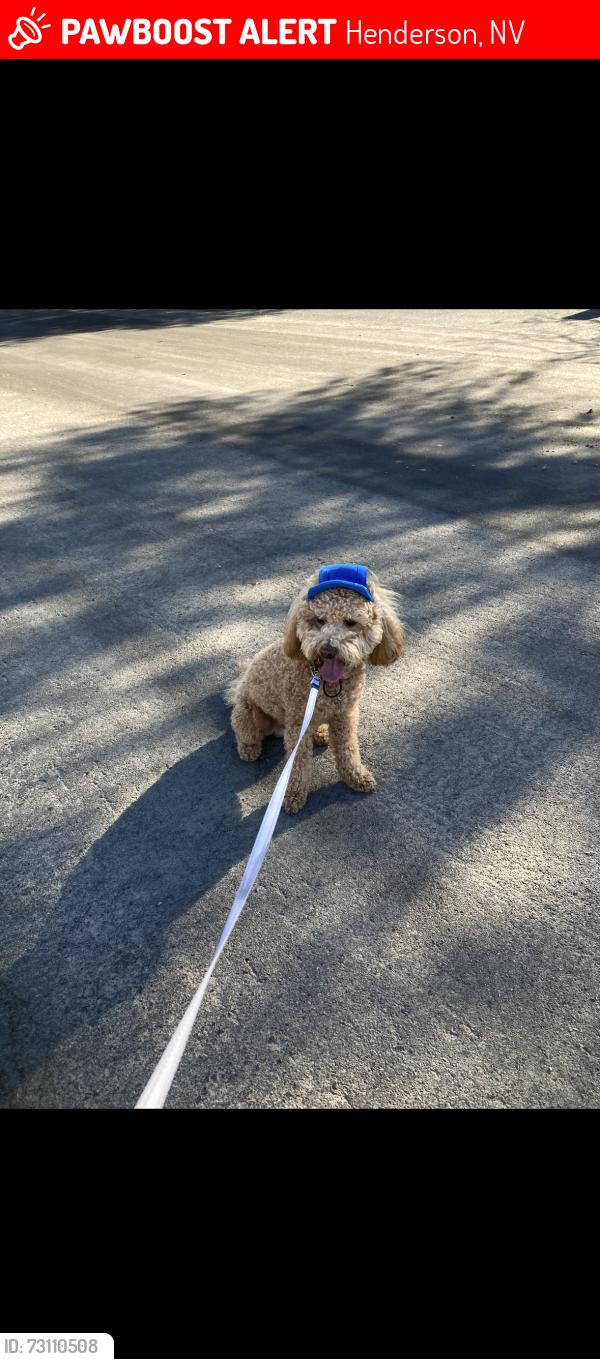 Lost Male Dog last seen Ithaca avenue and n racetrack road, Henderson, NV 89015