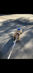 Lost Male Dog last seen Ithaca avenue and n racetrack road, Henderson, NV 89015