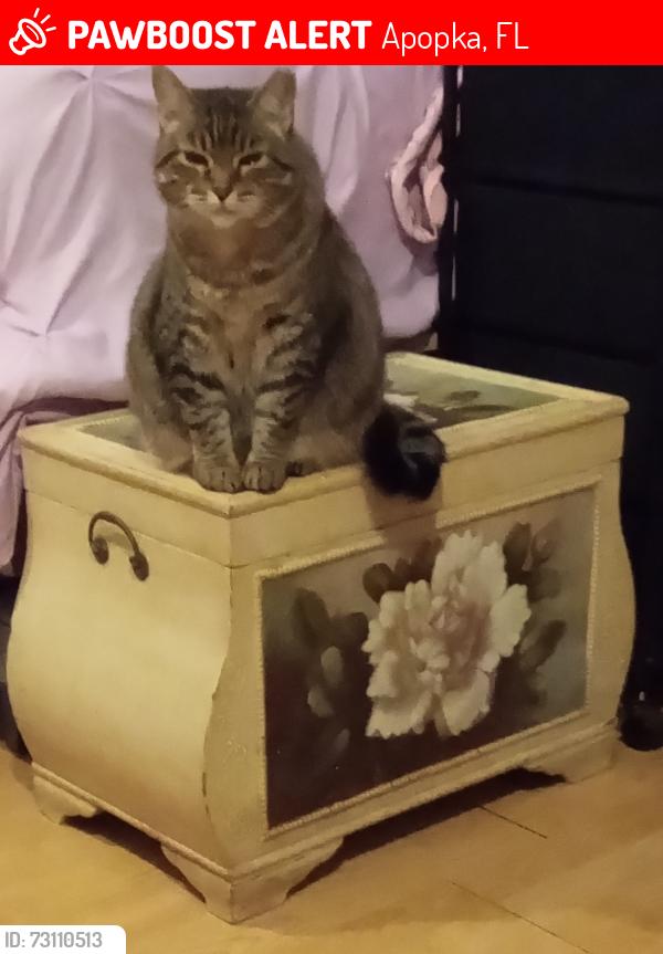 Lost Female Cat last seen Near W West Rd Apopka, Fl 32703, Apopka, FL 32712