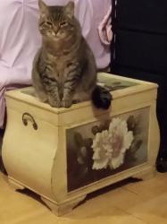 Lost Female Cat last seen Near W West Rd Apopka, Fl 32703, Apopka, FL 32712