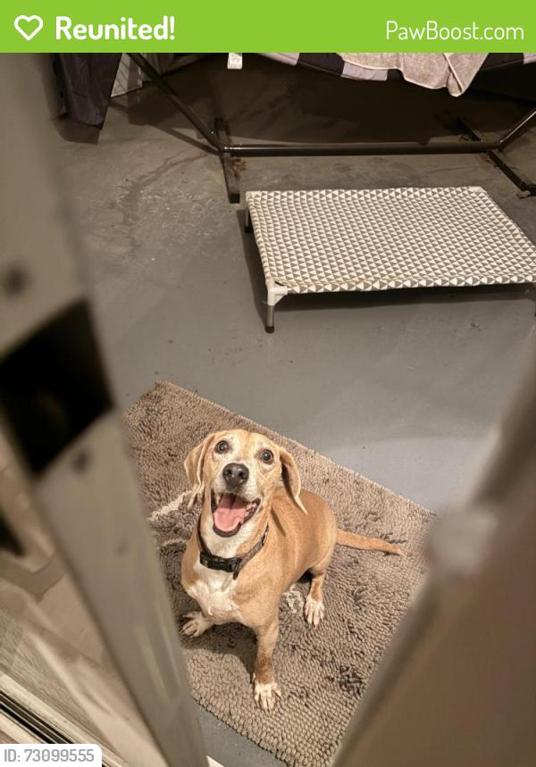 Reunited Female Dog last seen Near 1524 Ashley Garden, Charleston, SC 29414