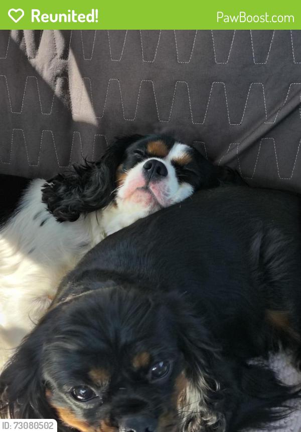 Reunited Male Dog last seen 23rd and Avenue O, Galveston, TX 77550