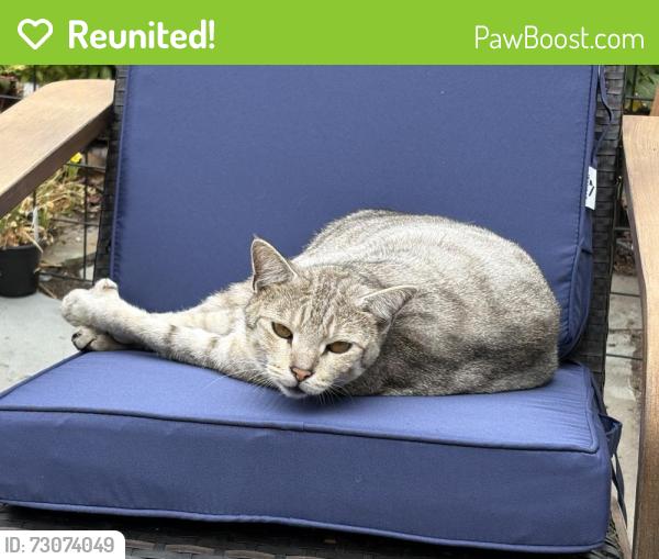 Reunited Unknown Cat last seen NE 82nd & 14th NE IN SEATTLE, Seattle, WA 98115