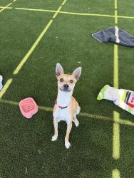 Shelter Stray Female Dog last seen Near University Avenue, San Diego, CA, 92115, 5500 Gaines St, San Diego, CA 92110, USA