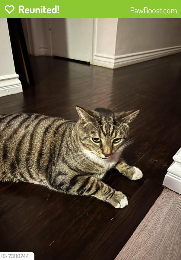 Reunited Male Cat last seen Bellagio express car wash, Carson, CA 90745