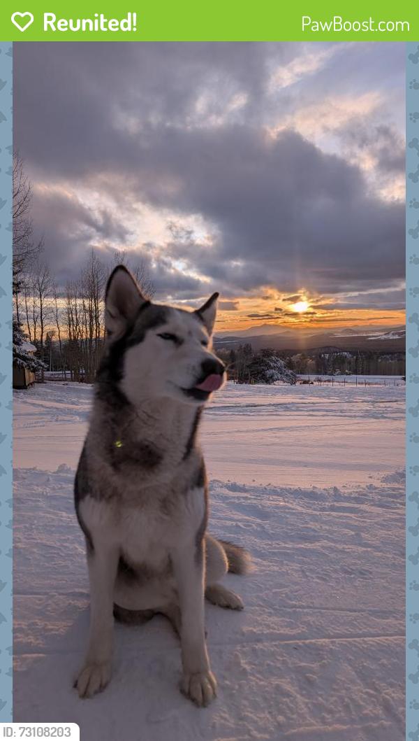 Reunited Female Dog last seen country club - rio salado, Mesa, AZ 85201