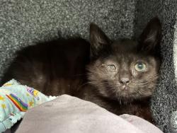 Shelter Stray Male Cat last seen somewhere outside in staten island, STATEN ISLAND, NY, 10301, 326 E 110th St, New York, NY 10029, USA