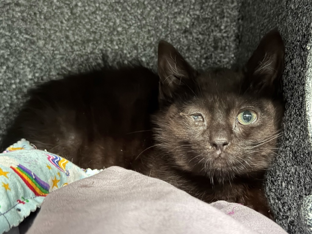 Shelter Stray Male Cat last seen somewhere outside in staten island, STATEN ISLAND, NY, 10301, 326 E 110th St, New York, NY 10029, USA