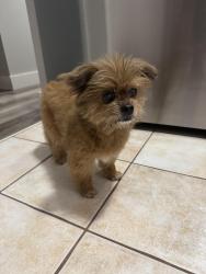 Reunited Unknown Dog last seen Patsy Ln and bittersweet, O'Fallon, MO 63366
