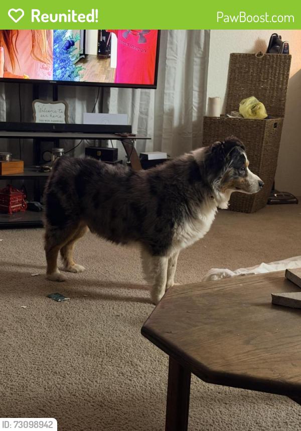 Reunited Unknown Dog last seen 16th and Tripp, West Odessa, TX 79763