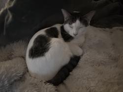 Lost Male Cat last seen Corner of Saint Ann Way, Modesto, CA 95355