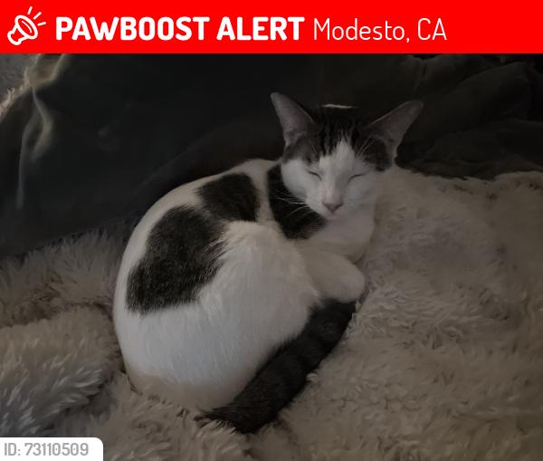 Lost Male Cat last seen Corner of Saint Ann Way, Modesto, CA 95355