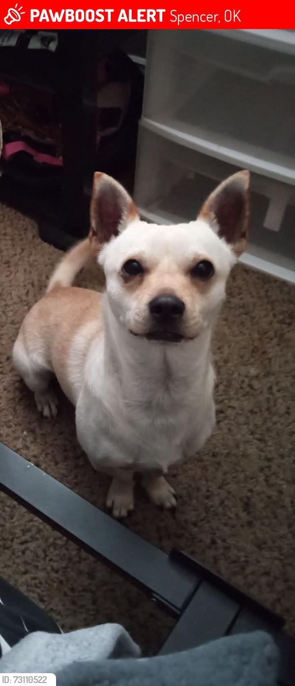Lost Male Dog last seen Post rd, Spencer, OK 73084