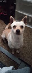 Lost Male Dog last seen Post rd, Spencer, OK 73084