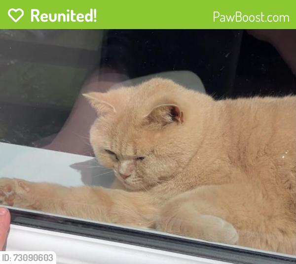 Reunited Male Cat last seen Hopwood avenue, Greater Manchester, England 