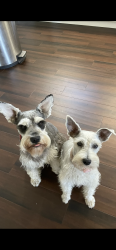 Reunited Male Dog last seen Pepper tree, Fairfield, CA 94533