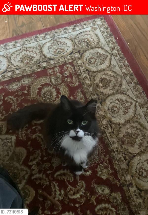 Lost Female Cat last seen Near 5200 2nd street, Washington, DC 20011