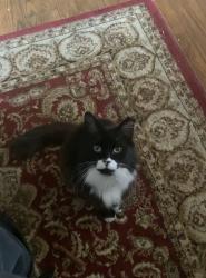 Lost Female Cat last seen Near 5200 2nd street, Washington, DC 20011