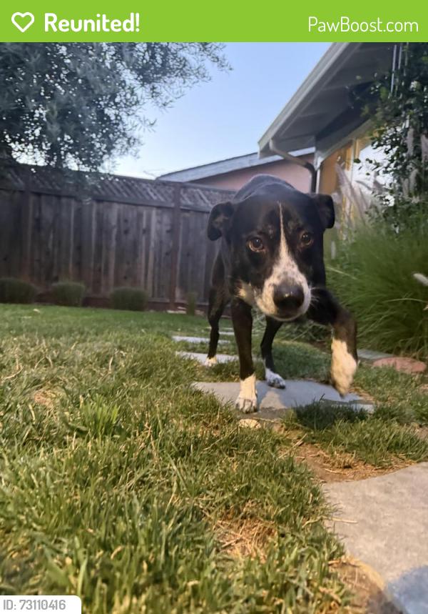 Reunited Male Dog last seen Fontanelle Dr and Fullerton Dr, San Jose, CA 95111