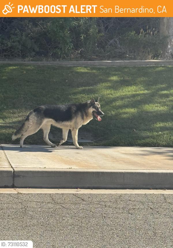 Found/Stray Unknown Dog last seen Brenda and Lori Lane, San Bernardino, CA 92407