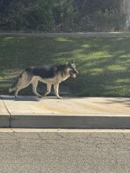 Found/Stray Unknown Dog last seen Brenda and Lori Lane, San Bernardino, CA 92407