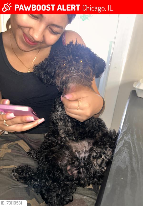 Lost Male Dog last seen Fullerton and Cicero Ave, Chicago, IL 60639