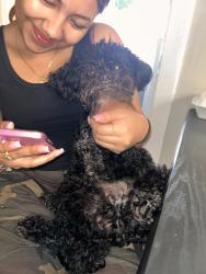 Lost Male Dog last seen Fullerton and Cicero Ave, Chicago, IL 60639