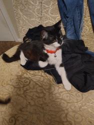Found/Stray Male Cat last seen Pebble Hill Blvd, El Paso, TX 79935