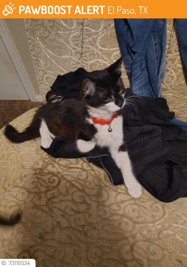 Found/Stray Male Cat last seen Pebble Hill Blvd, El Paso, TX 79935