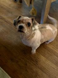 Lost Female Dog last seen San Medina and matterhorn, Dallas, TX 75228