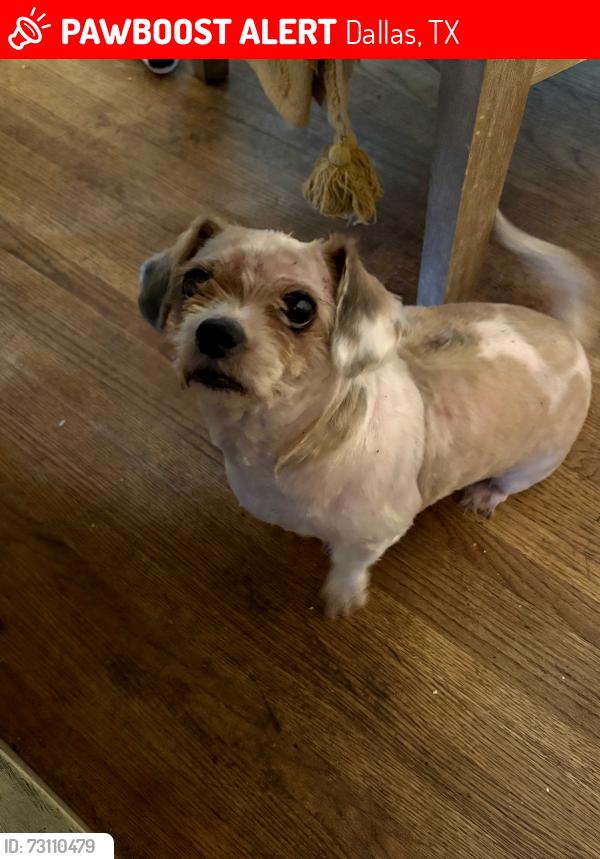 Lost Female Dog last seen San Medina and matterhorn, Dallas, TX 75228